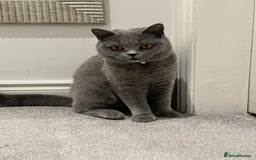 British Shorthair cats for sale: Blue/lilac British shorthair female cat  - Image 3