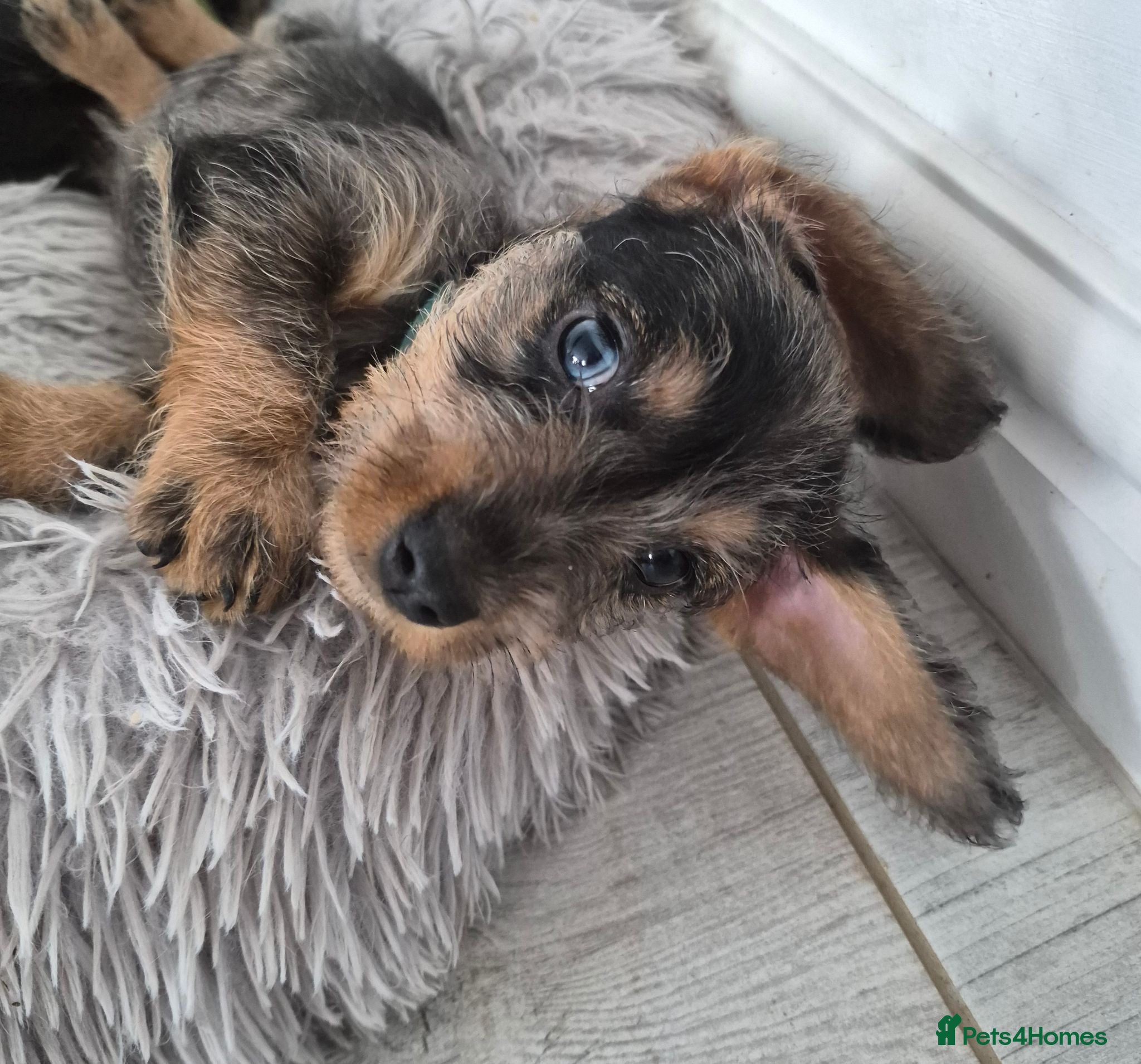 Dachshund dogs Miniature wire dachshund puppies - 1 girl left - Advert 1