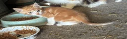 Mixed Breed cats for sale: Two lovely boy kittens.  - Advert 2