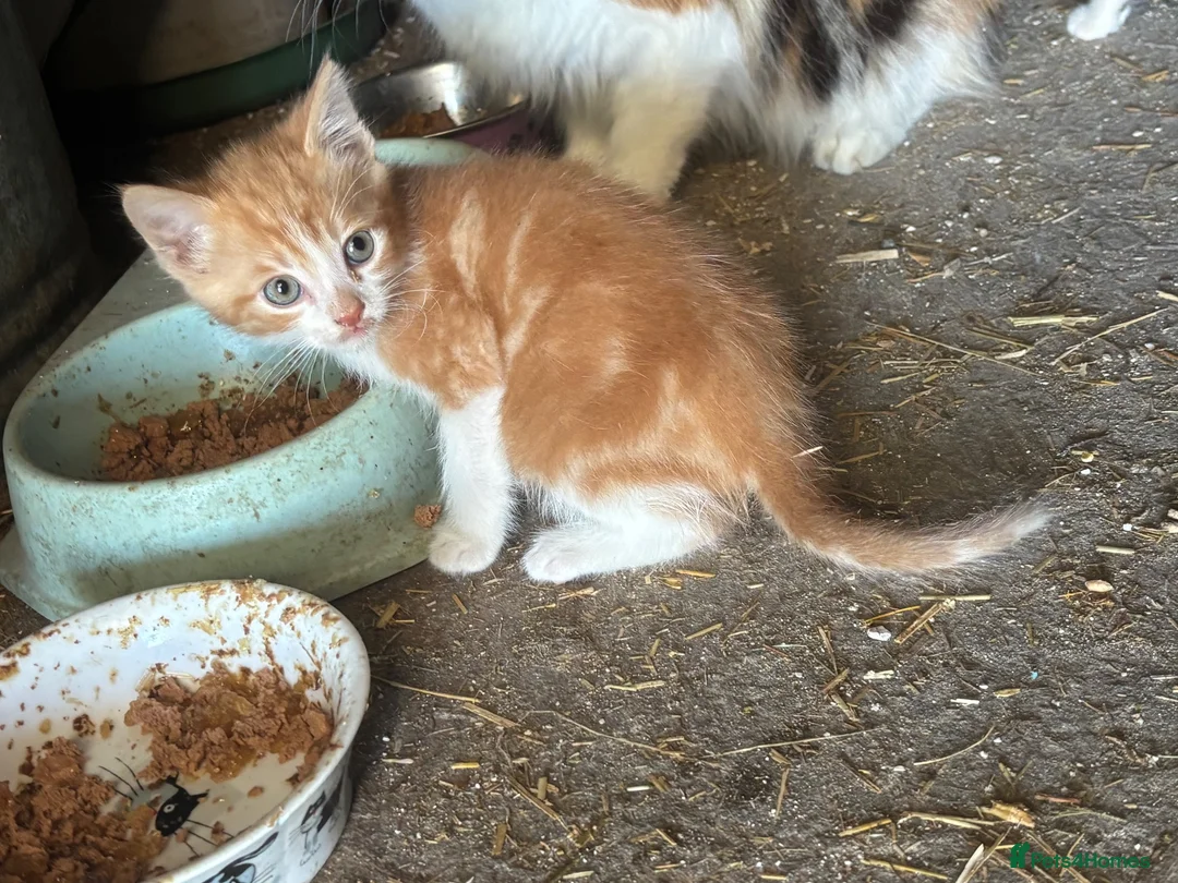 Mixed Breed cats for sale: Two lovely boy kittens.  - Advert 2