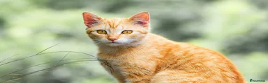 Kitten 4