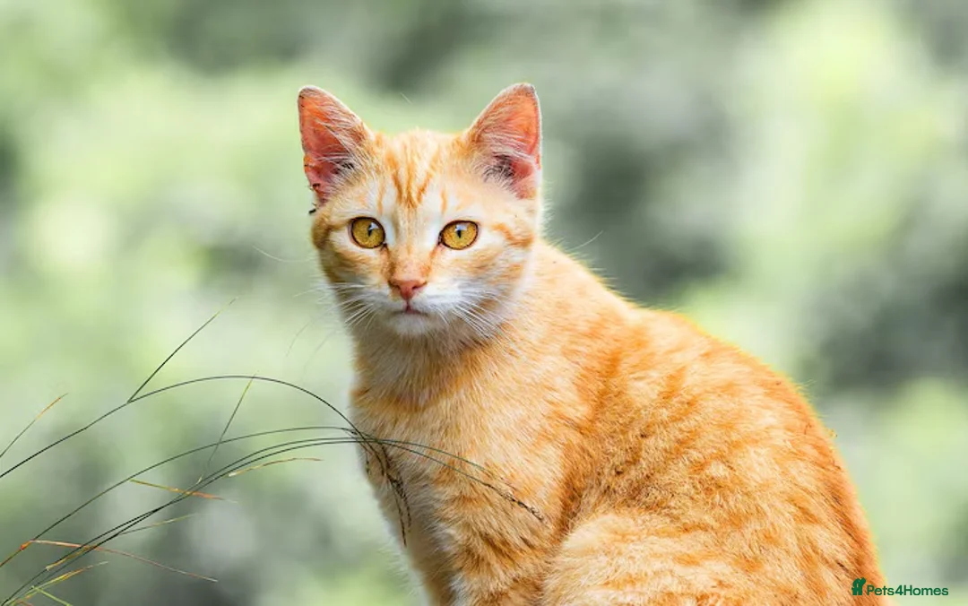 Mixed Breed cats for sale: Test litter of wonderful cats - Advert 2