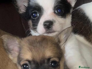 Chihuahua dogs - Advert 8