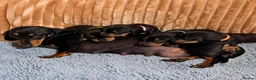 Miniature Dachshund dogs for sale: Beautiful Black & Tan Miniature Dachshund Puppies - Advert 2