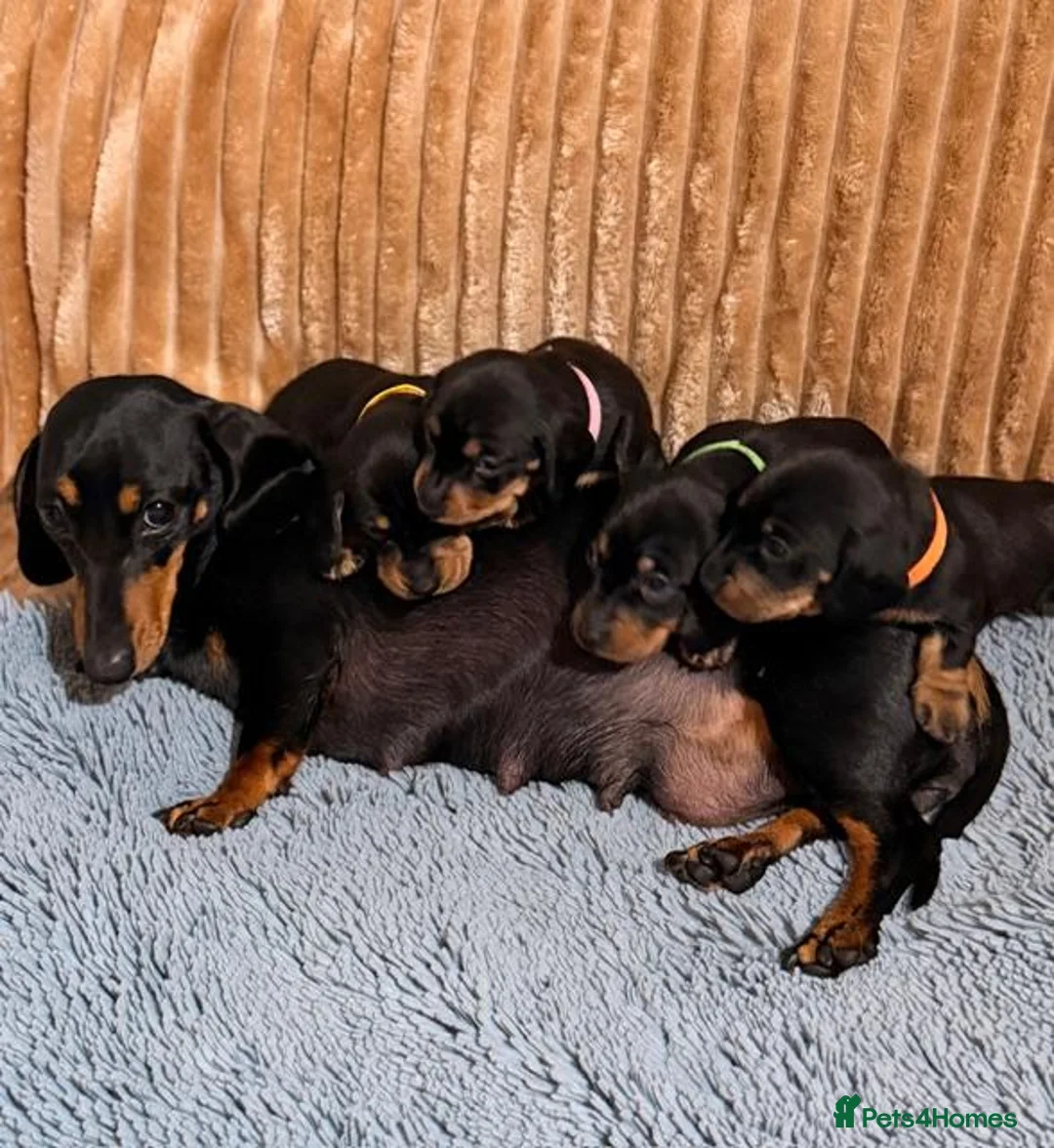 Miniature Dachshund dogs for sale: Beautiful Black & Tan Miniature Dachshund Puppies - Advert 2