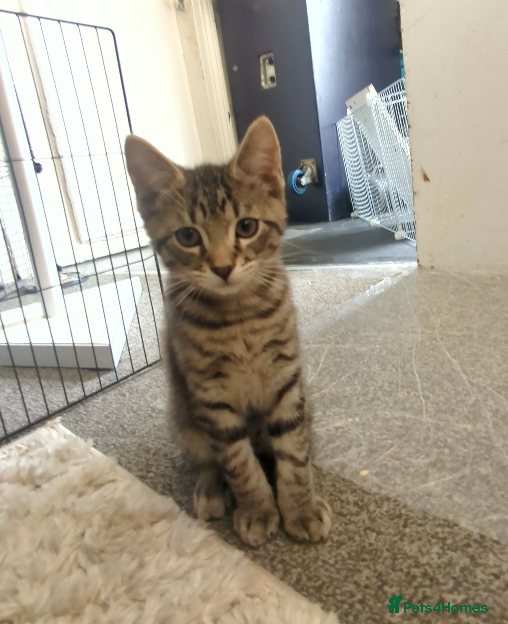 European cats 2 Kittens Ready For Their Forever Homes - Advert 9