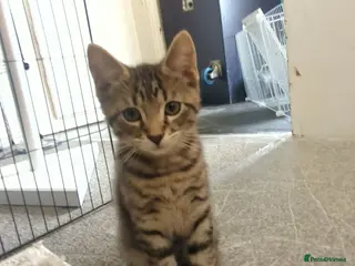 European cats 2 Kittens Ready For Their Forever Homes - Advert 3