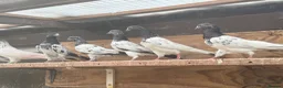 Pigeons birds for sale: Pakistani high flyers for sale  - Advert 2