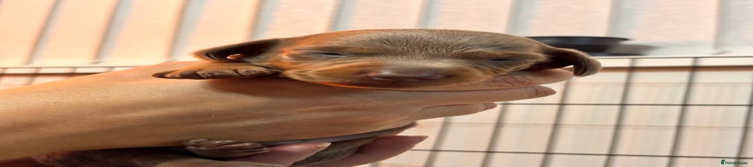 Miniature Dachshund (brown collar)