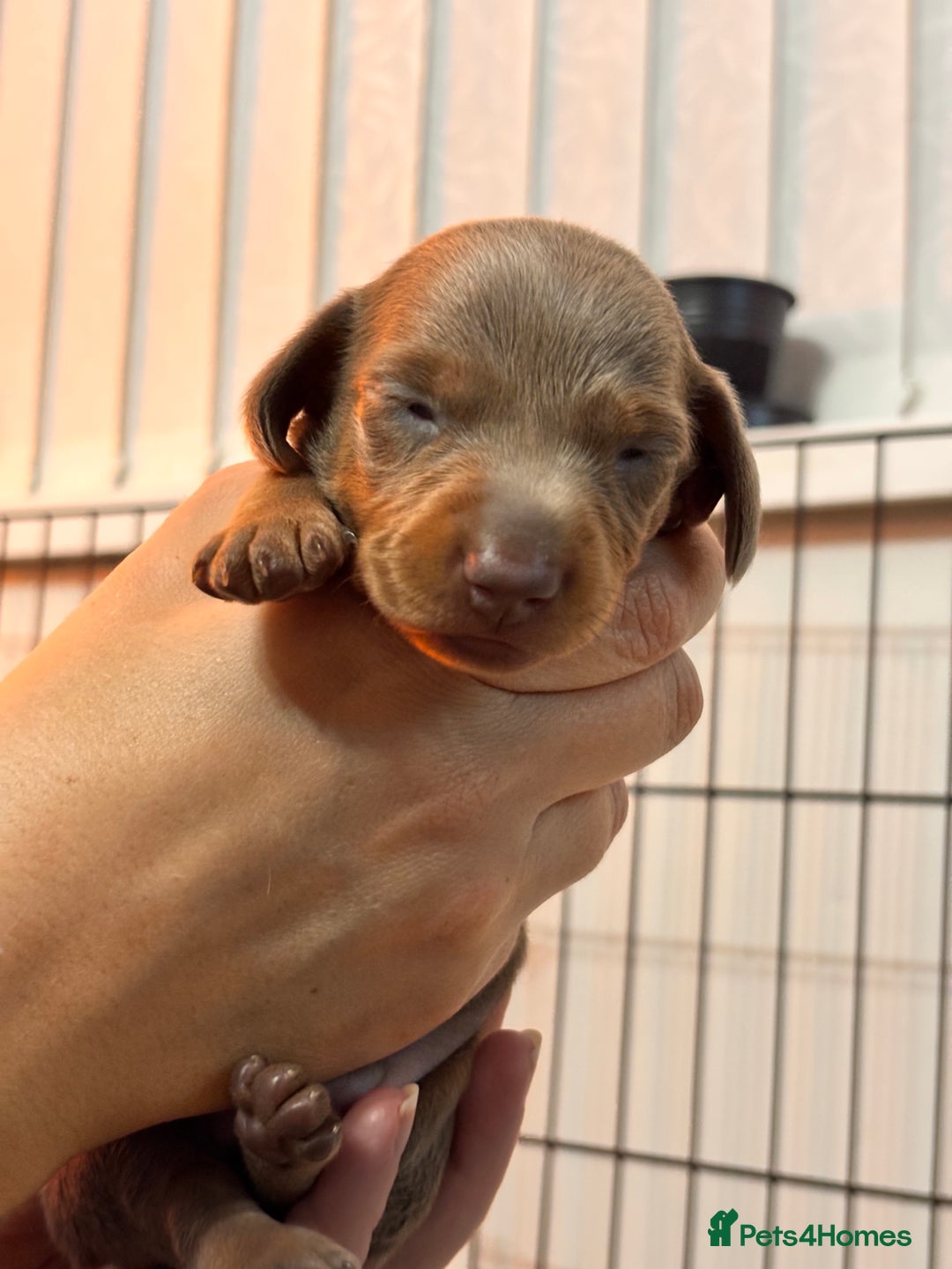Miniature Dachshund dogs for sale: Stunning Miniature Piebald/Isabella Dachshunds 💙  - Advert 10