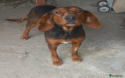 Mixed Breed dogs for adoption: RUNA - a Superb girl, for a Loving Home - Image 1