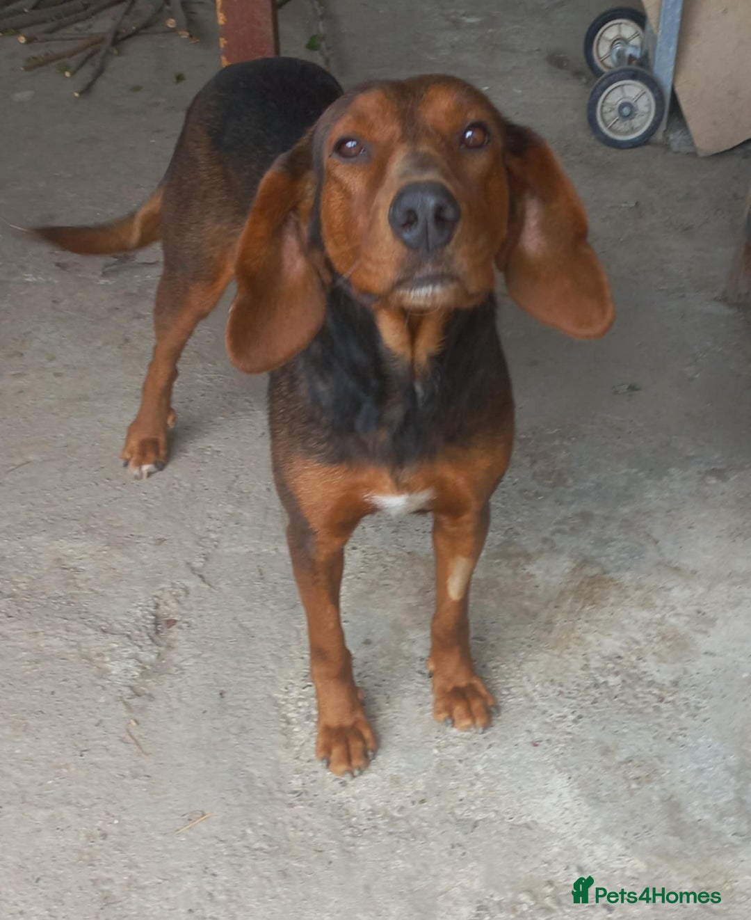 Mixed Breed dogs for adoption: RUNA - a Superb girl, for a Loving Home - Image 1