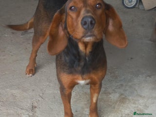 Mixed Breed dogs - Advert 36