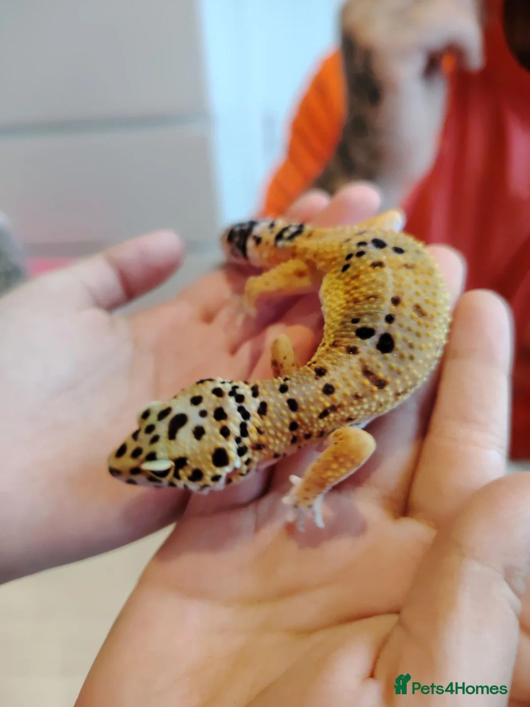 Gecko reptiles for sale: Leopard gecko  in Hounslow - Advert 1