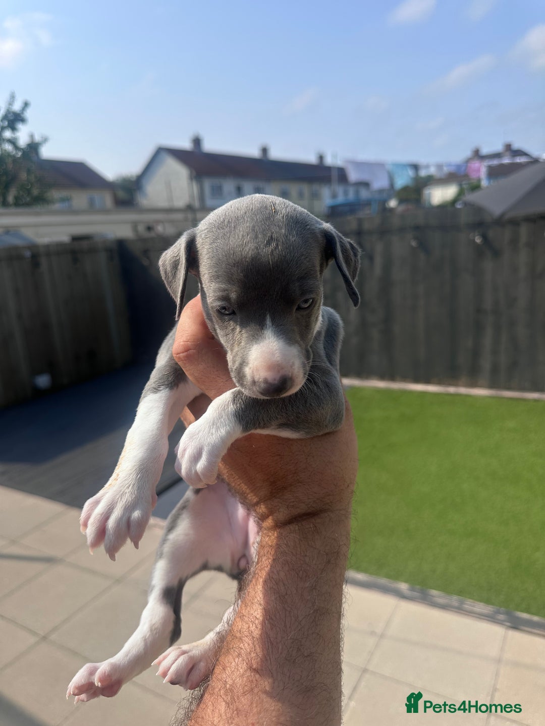 Whippet dogs for sale: Kc pedigree female whippet puppy  - Image 2