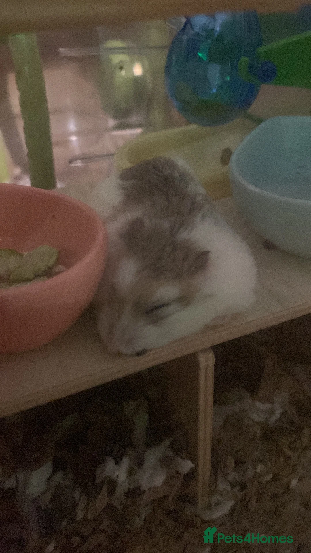 Hamster rodents for sale: *URGENT* Dwarf robo hamster!  - Advert 3