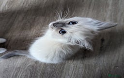 Ragdoll cats for sale: Gorgeous Ragdoll kittens  - Image 12
