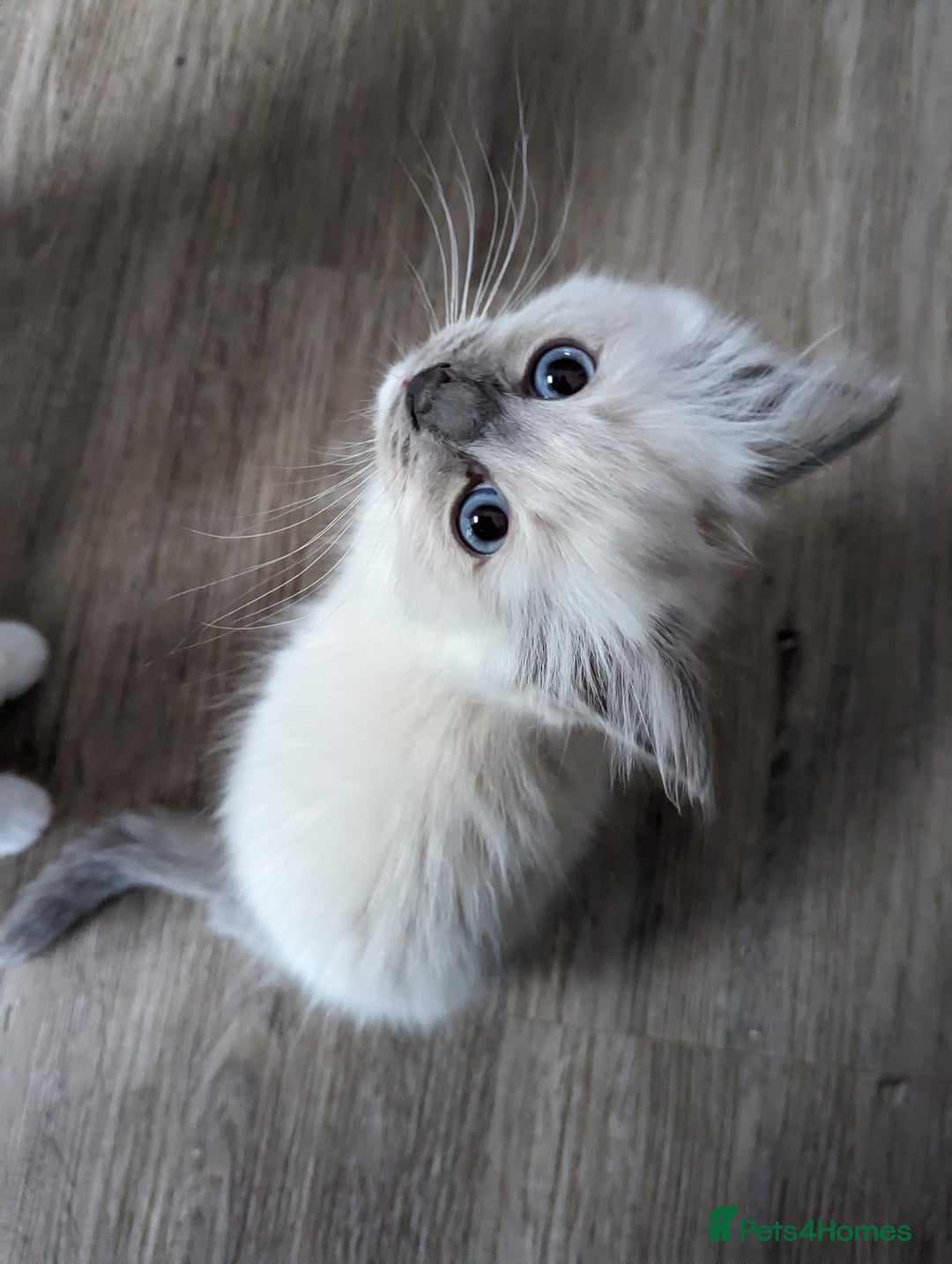 Ragdoll cats for sale: Gorgeous Ragdoll kittens  - Image 12