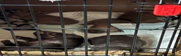 American Bully dogs for sale: American pocket bulldogs Hand reared from birth. - Advert 9