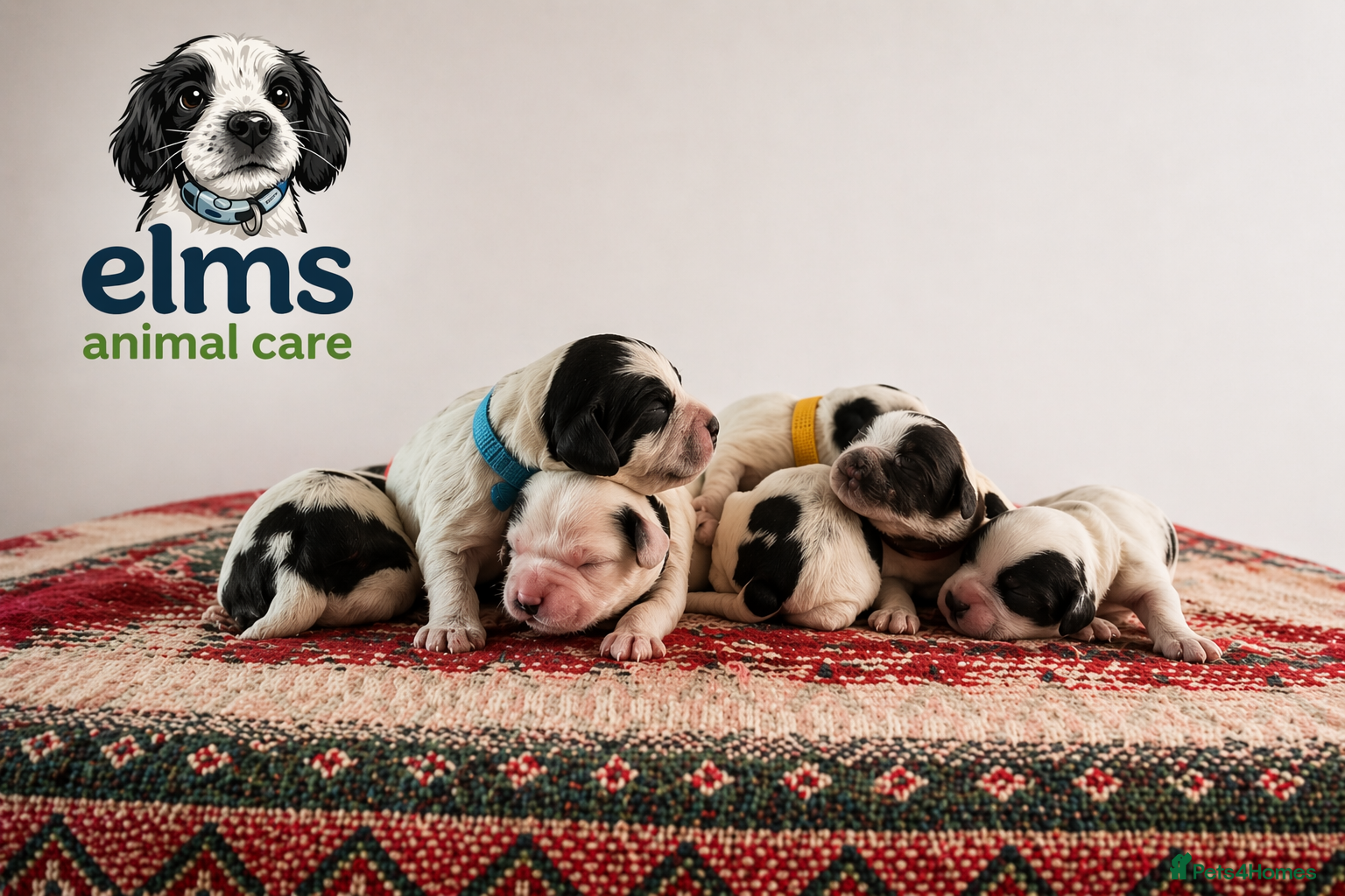 Sprocker dogs 5 star bred sprockers for sale! £1200 - Advert 1