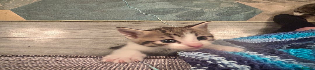 British Shorthair Kitten 3