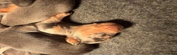 Miniature Dachshund dogs for sale: Blue & Tan Miniature Dachshund  - Advert 17