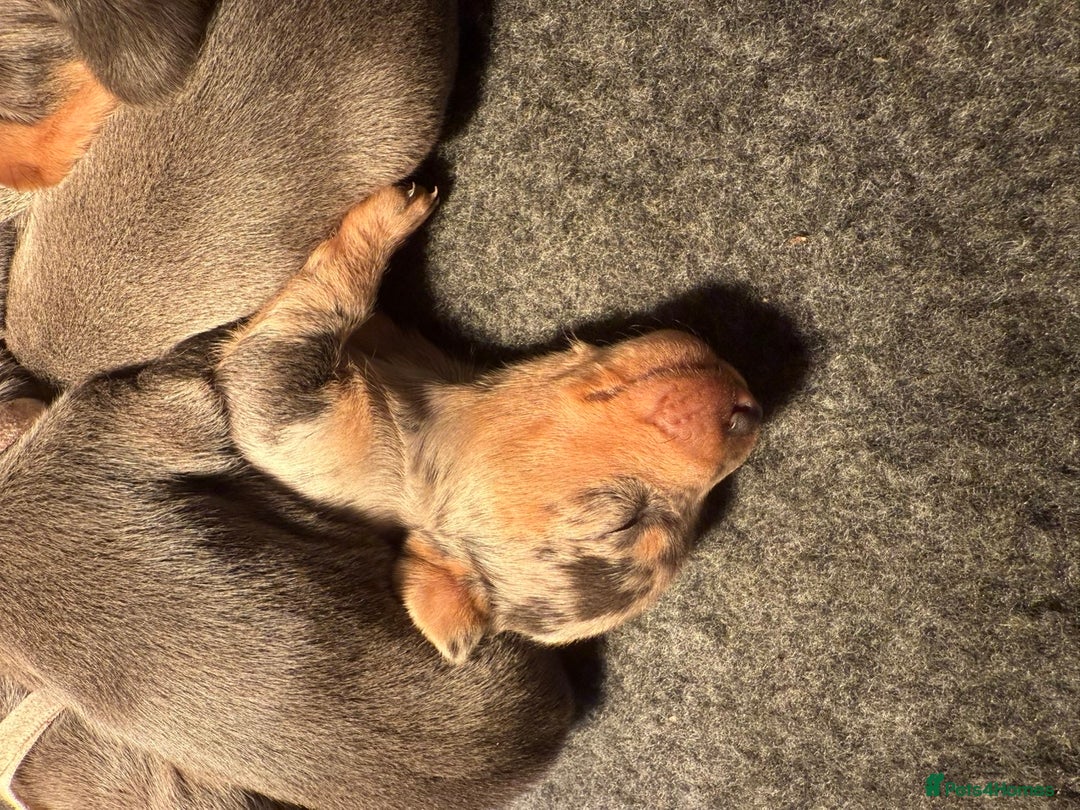 Miniature Dachshund dogs for sale: Blue & Tan Miniature Dachshund  - Advert 17