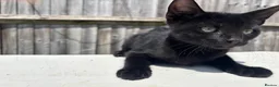 Mixed Breed cats for sale: Kittens for Sale ! - Advert 5