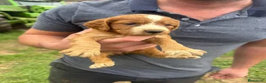 Sprocker 3
