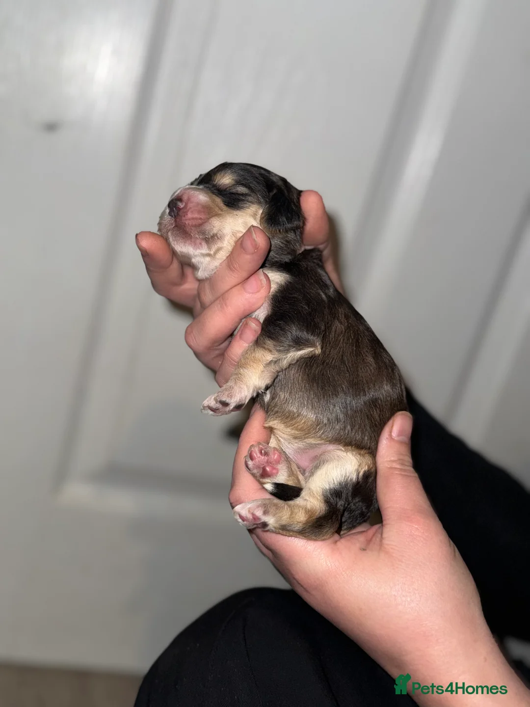 Cockapoo dogs for sale: Cockapoos - Advert 2