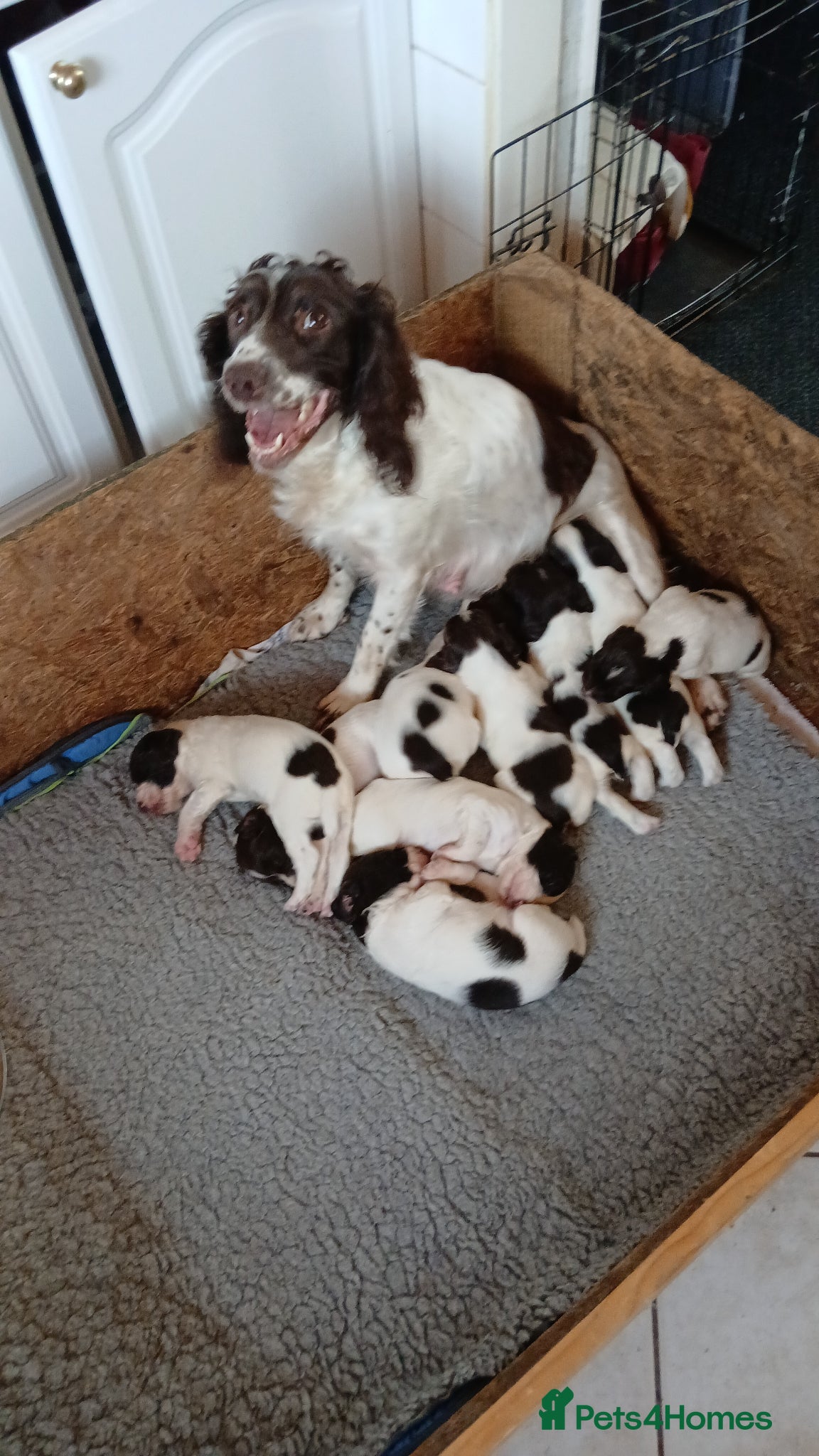 English Springer Spaniel dogs Springer spaniel pups - Advert 3
