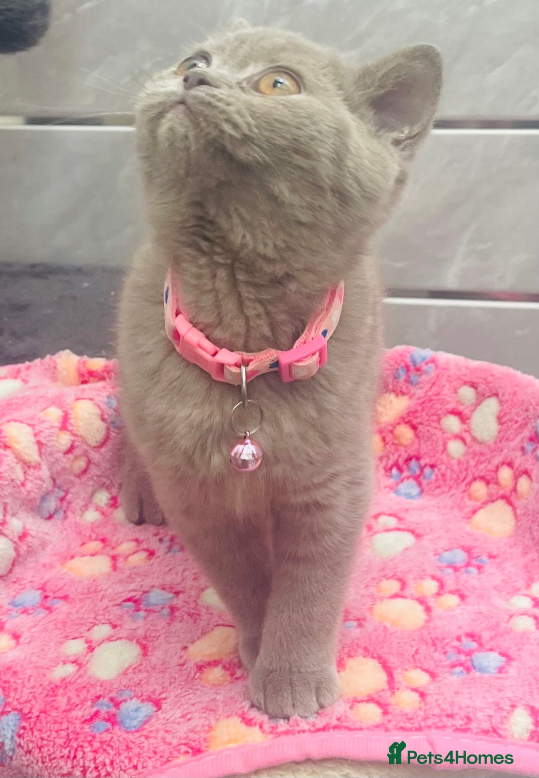 British Shorthair cats for sale: Stunning Lilac Female British Shorthair 10 Weeks - Advert 3