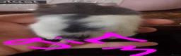 Rat rodents for sale: Baby rats  - Advert 5