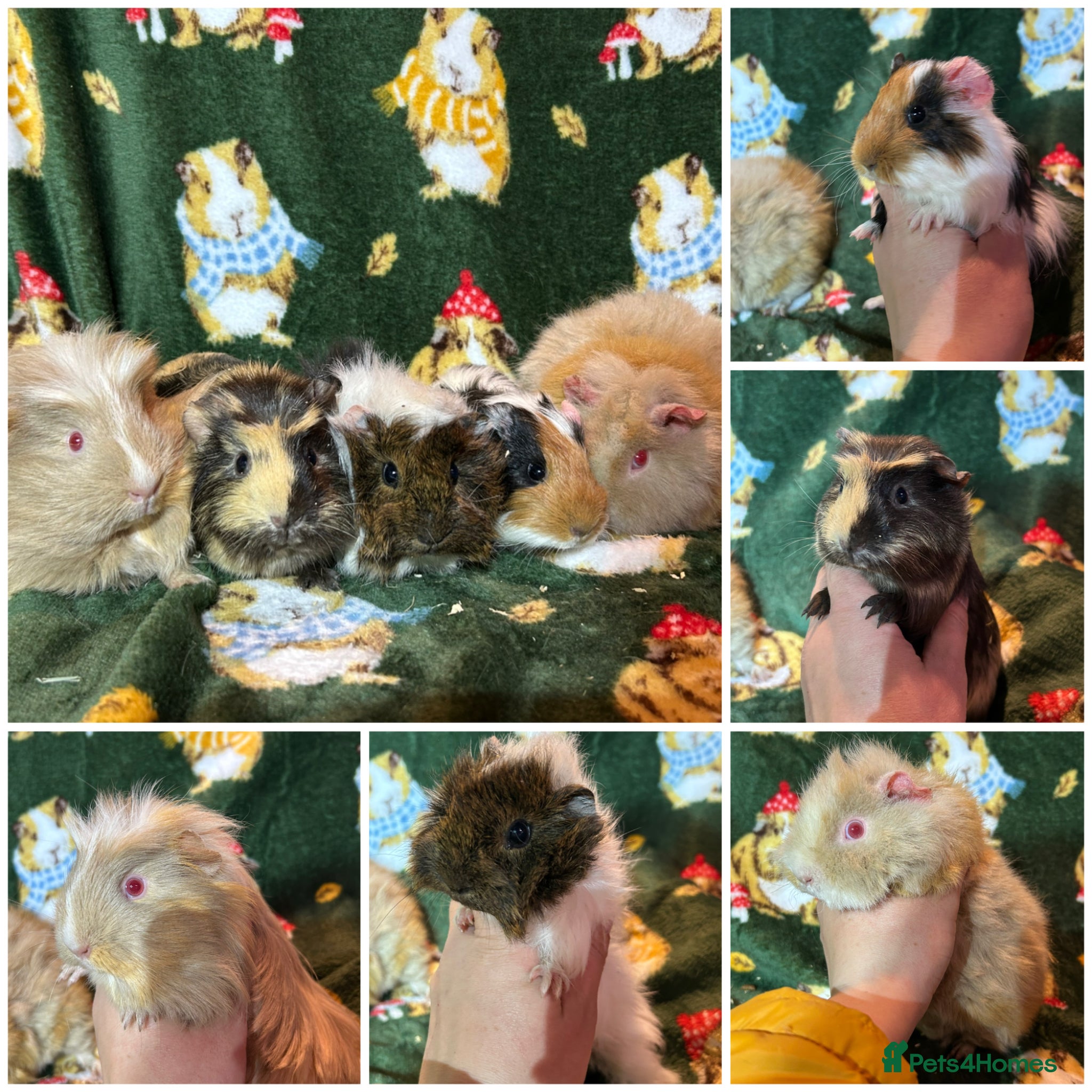 Guinea Pig rodents Beautiful baby female Guineapigs for sale - Advert 1