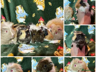 Guinea Pig rodents Beautiful baby female Guineapigs for sale - Advert 1
