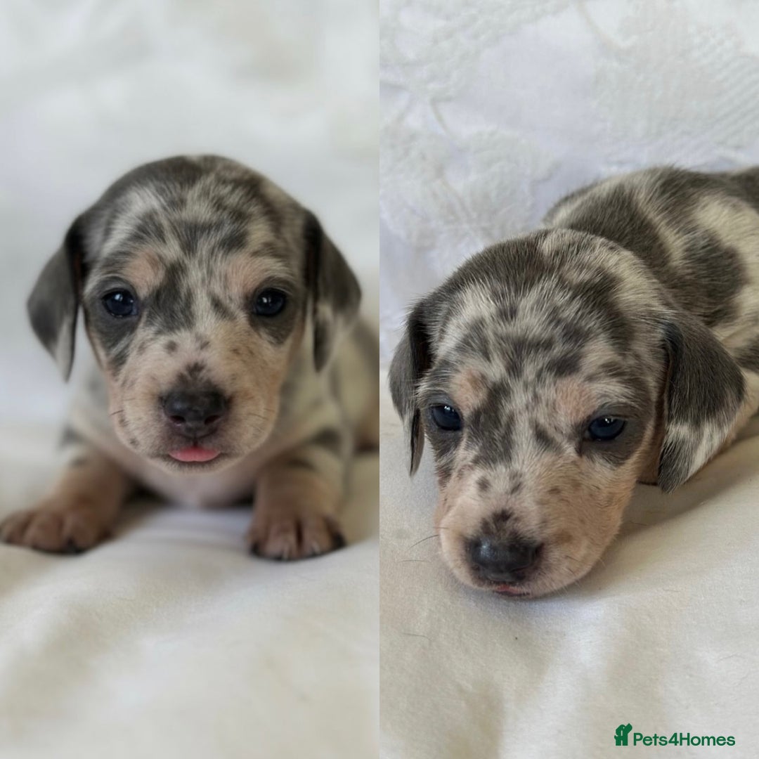 Miniature Dachshund dogs for sale: KC Mini Dachshunds Blue/Isabella & Cream dapple - Advert 6