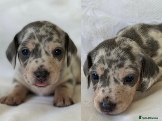 Miniature Dachshund dogs KC Miniature Dachshunds Blue and Cream dapple - Advert 15