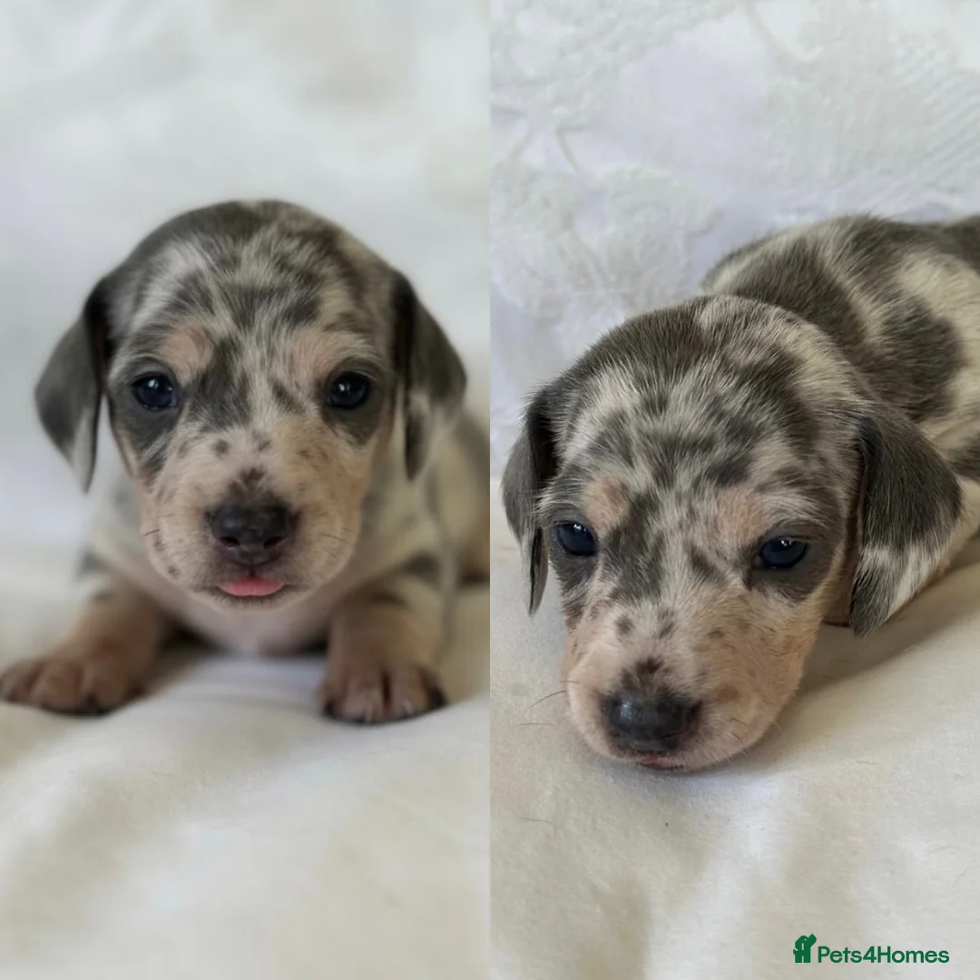 Miniature Dachshund dogs for sale: KC Mini Dachshunds Blue/Isabella & Cream dapple - Advert 4