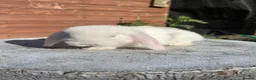 Mini Lop rabbits for sale: Mixed litter of adorable mini lops  - Advert 13