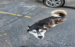 Siberian Husky dogs for sale: Multicolored eyes Husky for sale super friendly - Image 4