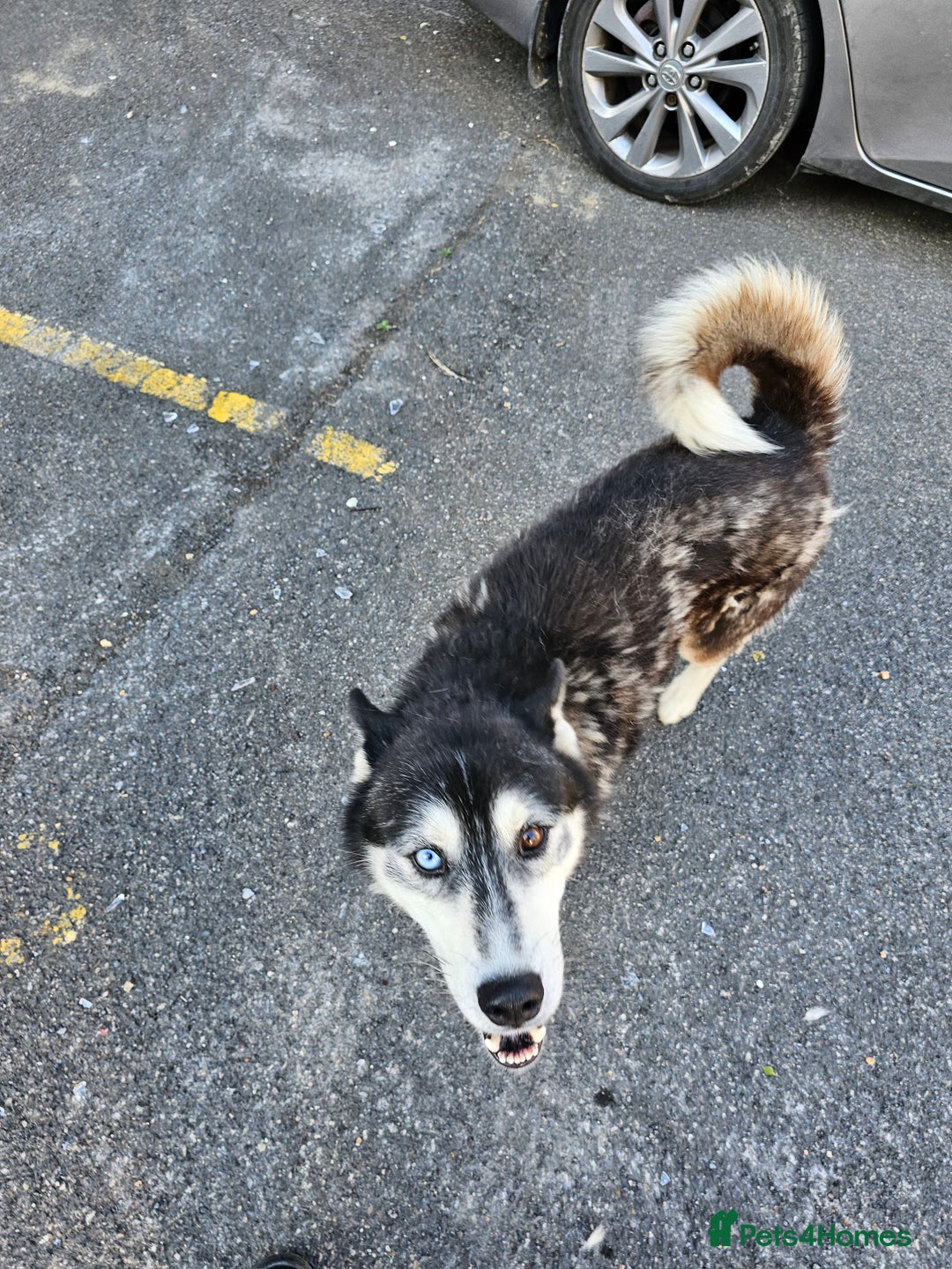 Siberian Husky dogs for sale: Multicolored eyes Husky for sale super friendly - Image 4