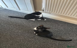 Mixed Breed cats for sale: 4 adorable kitten for sale💕 - Image 10