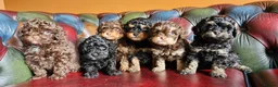 Cavapoo dogs for sale: Gorgeous f1bb Cavapoo pups. Health tested parents  - Advert 24