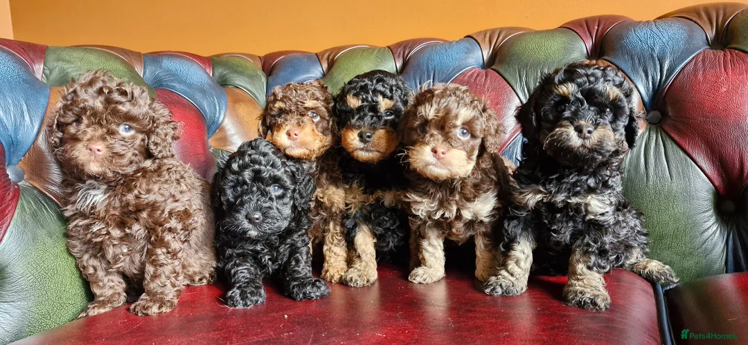 Cavapoo dogs for sale: Gorgeous f1bb Cavapoo pups. Health tested parents  - Advert 24