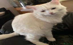 Turkish Angora cats for sale: Turkish Angora Cat - Image 3