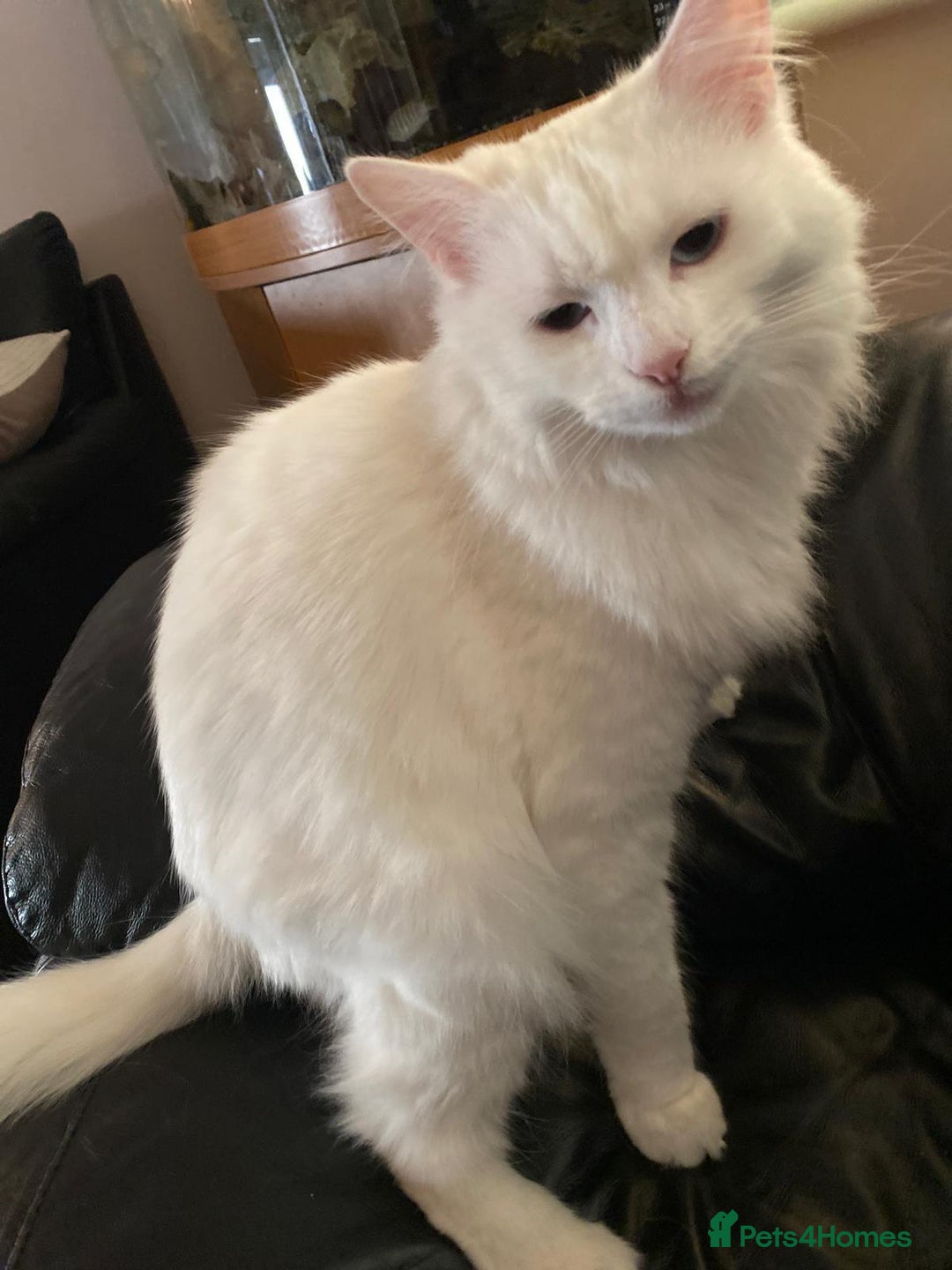 Turkish Angora cats for sale: Turkish Angora Cat - Image 3