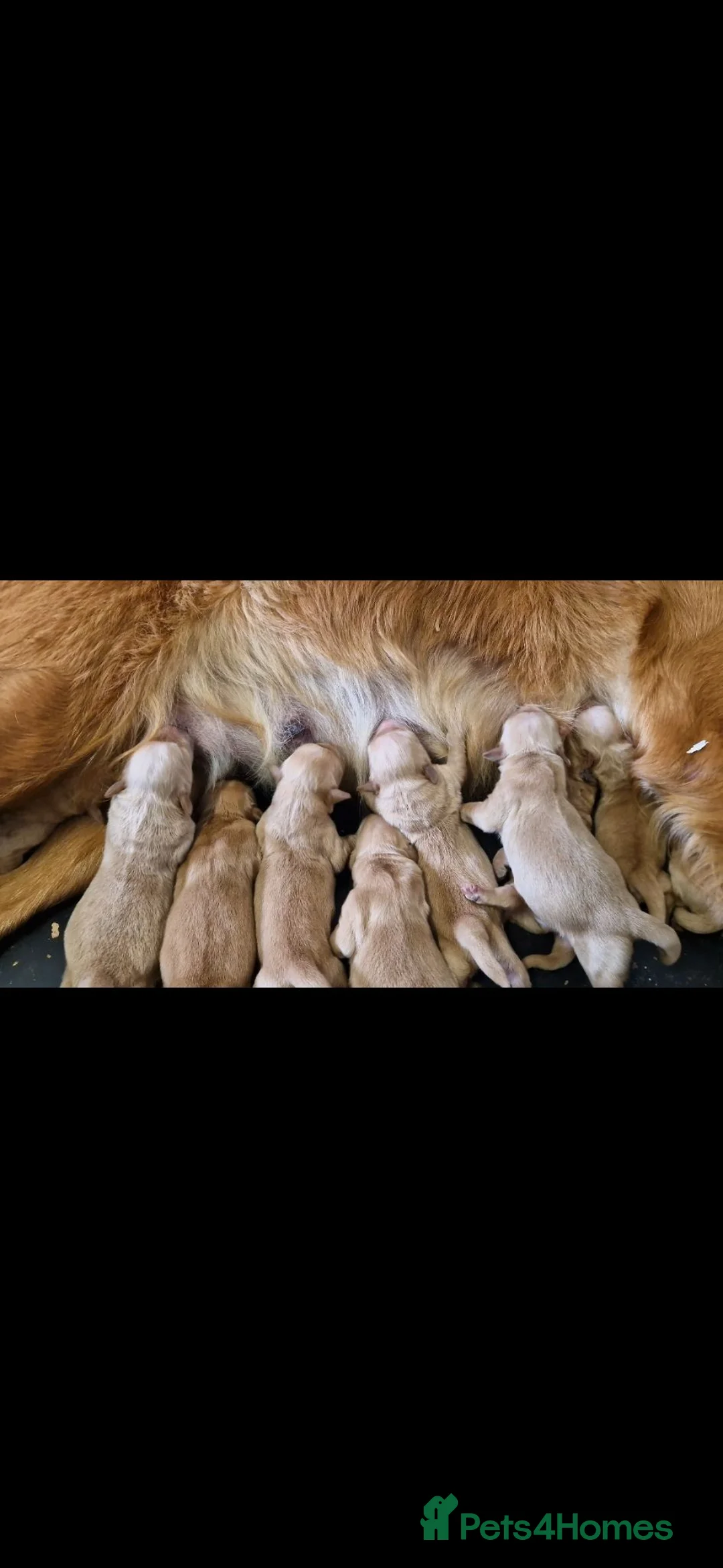 Golden Retriever dogs for sale: EXTENSIVELY HEALTH TESTED PARANTS COI  0.4% - Advert 2