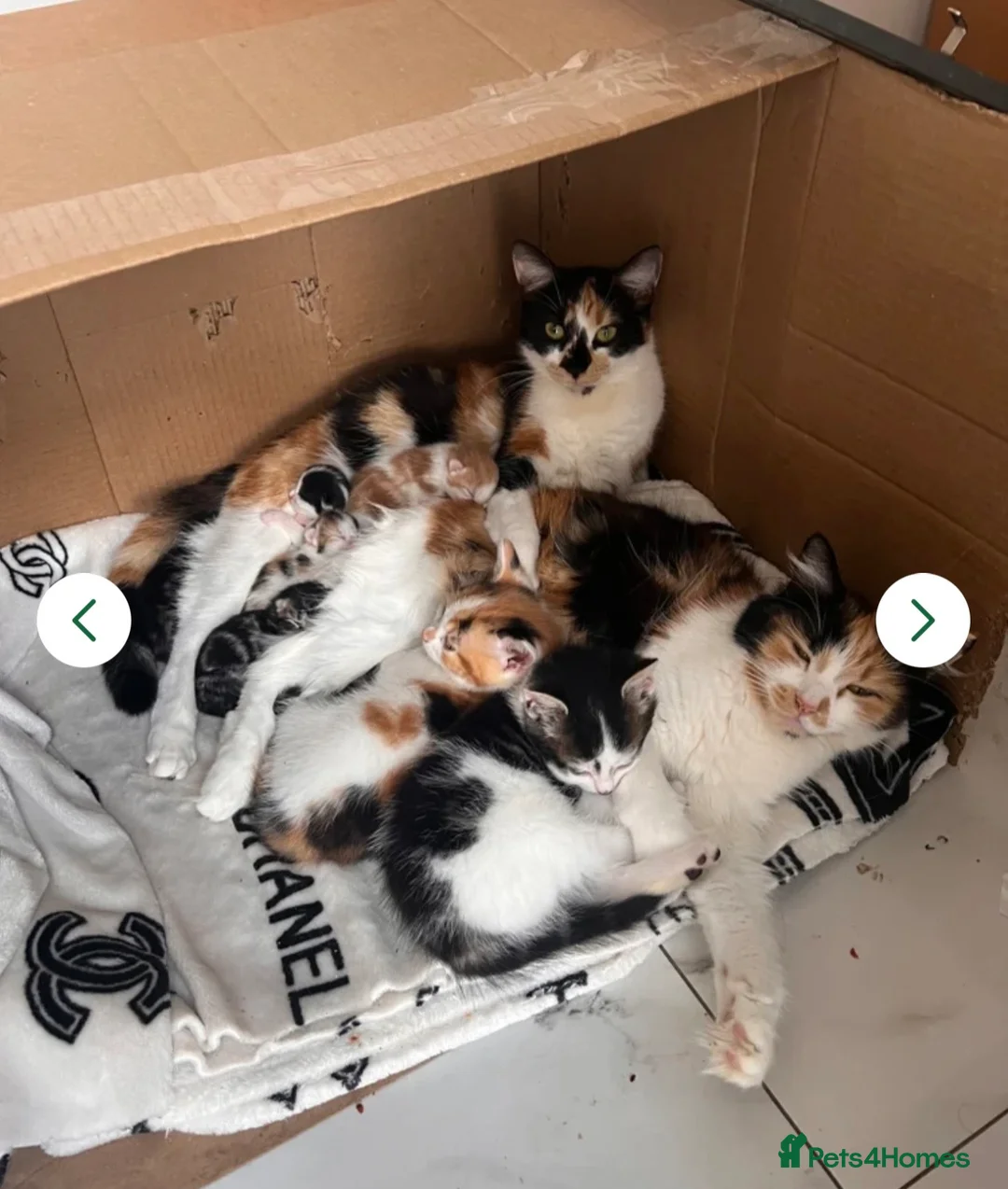 Mixed Breed cats for sale: Looking for a loving home goes for free female cat - Advert 2