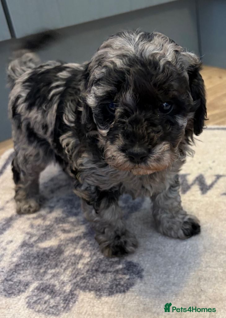 Miniature Poodle dogs Miniature Poodle Hybrid Puppies for Sale - Advert 2
