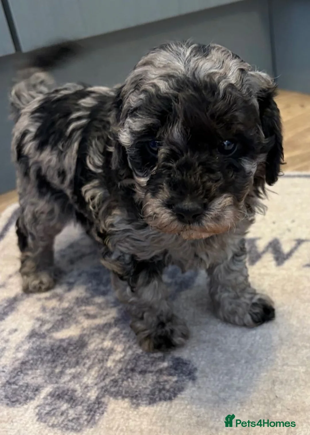 Miniature Poodle dogs for sale: Miniature Poodle Hybrid Puppies for Sale in Whitehaven - Advert 1